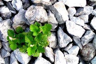 顽强的意思、造句、反义词