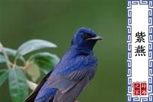 紫燕
