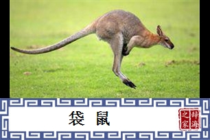 袋鼠