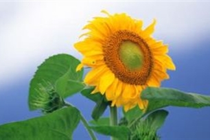 植物的意思、造句、反义词