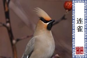 连雀