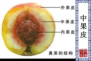 中果皮