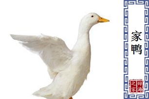 家鸭