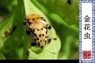 金花虫