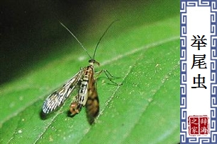 举尾虫