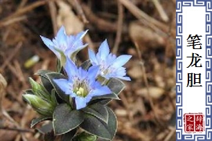笔龙胆