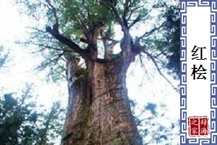 红桧