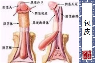包皮