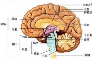 大脑