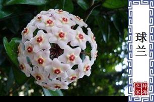 球兰