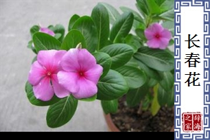 长春花