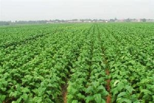 烟草的意思、造句、近义词