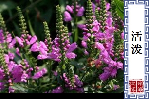 活泼的意思、造句、近义词