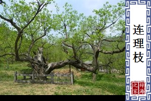 连理枝