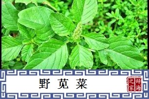 野苋菜