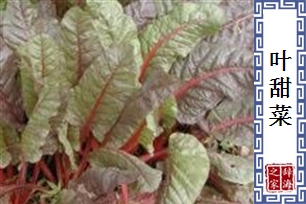 叶甜菜