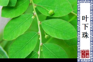 叶下珠