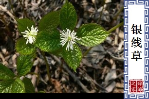 银线草