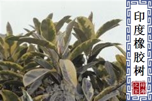 印度橡胶树