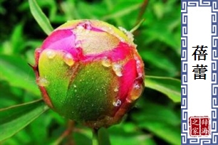 蓓蕾