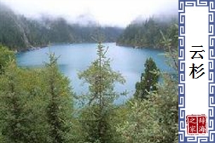 云杉
