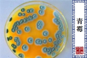 青霉