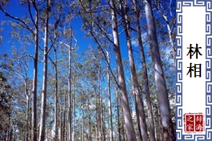 林相