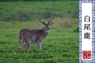 白尾鹿
