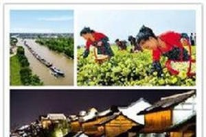 桐乡