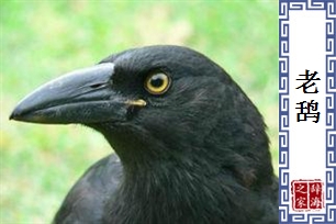 老鸹