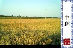 中稻