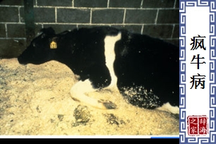 疯牛病