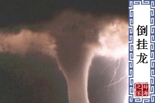 倒挂龙