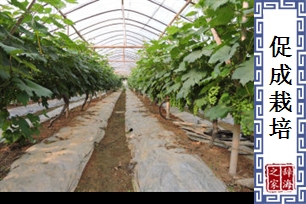 促成栽培