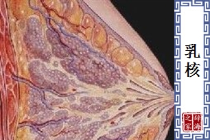 乳核