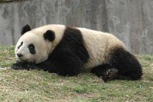 盈盈
