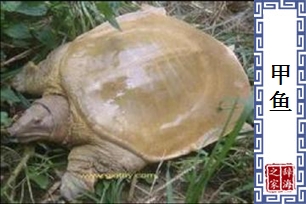 甲鱼
