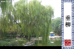 垂柳