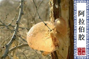 阿拉伯胶