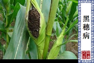黑穗病