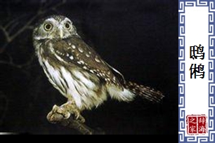 鸱鸺