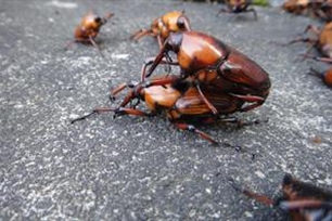 昆虫纲