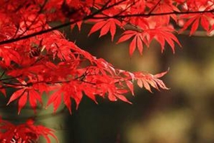 红叶