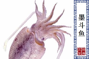 墨斗鱼