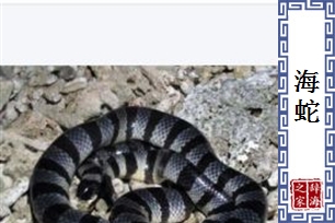 海蛇