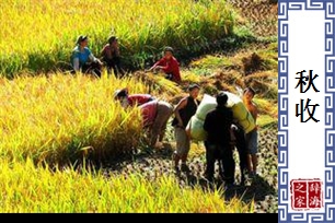秋收