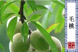毛桃