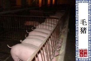 毛猪