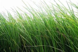 青草的意思、造句、反义词