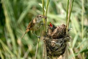 鹊巢鸠占的意思、造句、近义词